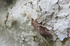 マルバネトビケラ