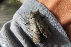 ナンキンキノカワガ