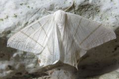 ウスキツバメエダシャク