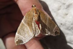 ウストビモンナミシャク