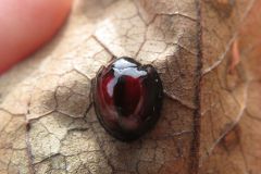 アカホシテントウ