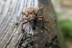 アカコブコブゾウムシ