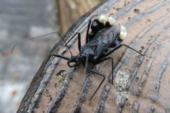 アトジロサシガメ