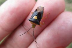 エサキモンキツノカメムシ