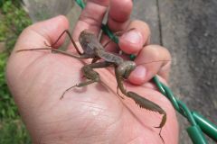 ハラビロカマキリ（褐色型）