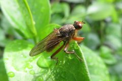 ヒメフンバエ