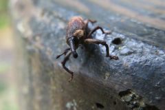 ホホジロアシナガゾウムシ