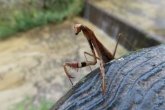 コカマキリ