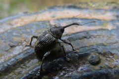 クヌギシギゾウムシ