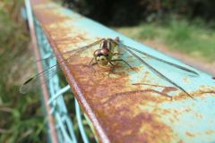 マユタテアカネ