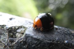 ムネアカオオクロテントウ