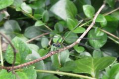 オオアオイトトンボ