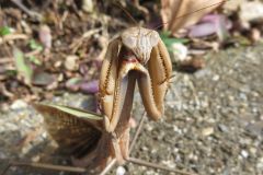 オオカマキリ（激おこ）