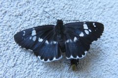 ダイミョウセセリ