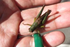 キンキフキバッタ