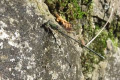 オオアオイトトンボ