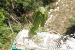 オオカマキリ
