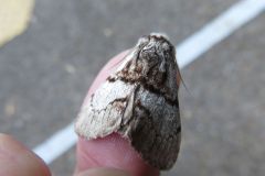 オオトビモンシャチホコ