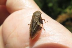 シロオビアワフキ