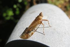 ツマグロスケバ