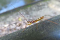 ヒゲナガサシガメ