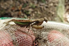 ヒメカマキリ