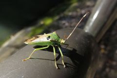 オオクモヘリカメムシ