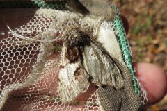 オオトビモンシャチホコ