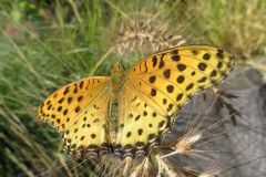 ツマグロヒョウモン