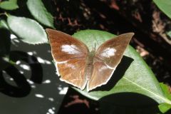 ウラギンシジミ