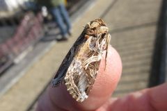 ハスモンヨトウ