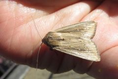 クサシロキヨトウ