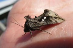 ミツモンキンウワバ