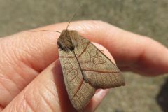 ノコメトガリキリガ