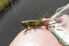 オナガササキリ