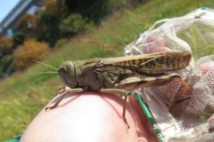 トノサマバッタ