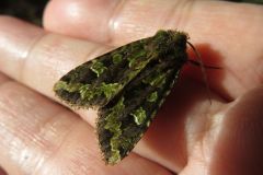 アオバハガタヨトウ