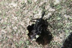 アトジロサシガメ