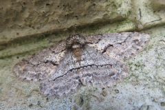 チャエダシャク