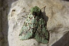 ケンモンミドリキリガ