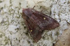 ムラサキミツボシキリガ