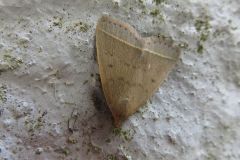 ニセアカマエアツバ