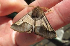 ニトベエダシャク