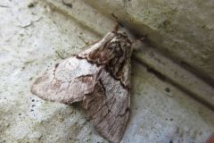 オオトビモンシャチホコ