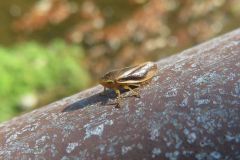 クロスジホソアワフキ