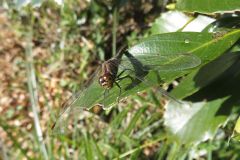 マユタテアカネ