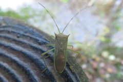 ミナミトゲヘリカメムシ