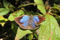 ムラサキシジミ