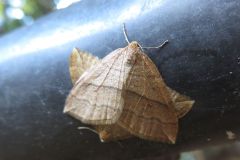 ナカオビアキナミシャク