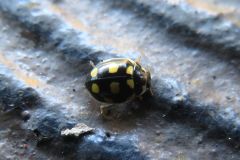 ウスキホシテントウ